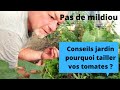 Conseils au jardin : pourquoi faut-il bien tailler vos tomates ? ( supprimer les gourmands)