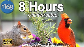 Uninterrupted CatTV 😻8 Hours of Birds 🐦 and Squirrels TV for Cats No Ads