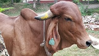 Gau Puja | 12 Jan 2025 | Live From VDS Bangalore Ashram