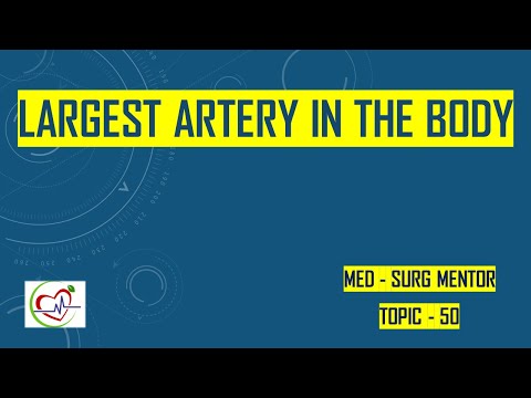 Which is the largest artery in the blood Why is it the largest?