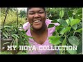 HOUSE PLANT TOUR: MY HOYA COLLECTION! | Planting The World Red