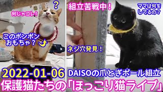 2022ｰ01-06 保護猫たちの「ほっこり猫ライブ」ハッチ＆マック＋黒猫めめ Cat live Stream in Japan -Cat Life TV