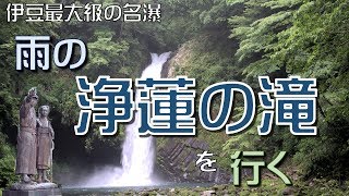 【伊豆最大級の】雨の浄蓮の滝を行く【名瀑】