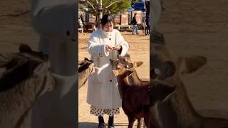 鹿ちゃんが来てくれました💖観光客大喜び🦌NARA  PARK