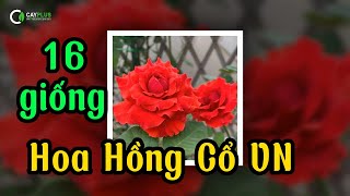 16 giống hoa hồng cổ Việt Nam được ưa chuộng nhất hiện nay (Phần 1)