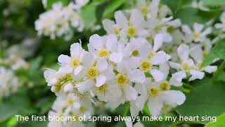 4K-🌿🐦BEAUTIFUL RELAXATION SPRING BLOOM FLOWERS FOR MORE POWER AND ENERGY