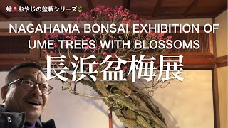 長浜盆梅展：BONSAI  Exhibition  of  ume  trees  with  blossoms