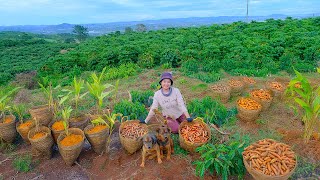 Full Video: Harvesting the Golden Turmeric Garden Goes To Market Sell | Farm | Tieu Lien