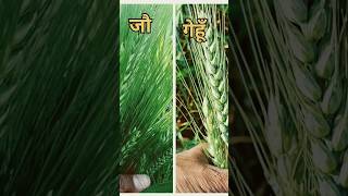 Wheat and Barley #shorts #shortsfeed #ytshorts #viral #trending #india