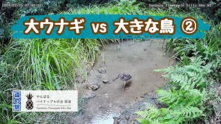 【ウナギをあきらめきれない】大ウナギvs大きな鳥の動画・道の駅やんばるパイナップルの丘（観察棟）20240725