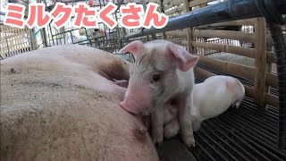 【しぼんでいても】母豚のミルクがたくさん出ます