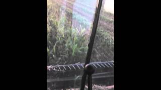 Swathing sorghum Sudan grass