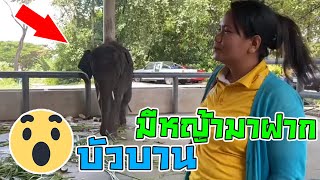 น้องบัวบานอาการเป็นอย่างไร