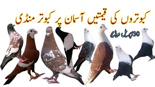 Aj ki Mandi main Arshee pigeons k viewers Karbalai kabootar Soon cheera Pair Pull Qamber Market