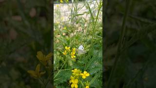 Butterfly 🦋🌼 #love #butterfly #garden #flowers #shorts #foryou