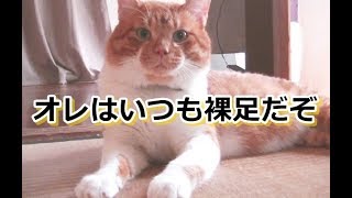 靴買い換えた。猫さんには関係ないよな・・【侵入した野良仔猫】～家猫修行中～