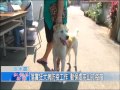 1041117紅樹林有線新聞 落實狂犬病防疫工作 動保處屯山打疫苗