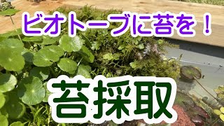 ビオトープに入れる苔の採取