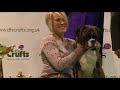 best in group working crufts 2011 sponsored by dfs