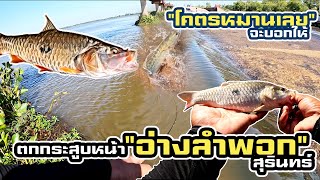 ตกกระสูบหน้าอ่างเก็บน้ำลำพอก อ.ศีขรภูมิ จ.สุรินทร์