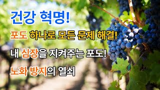 포도의 엄청난 7가지의 효능과 부작용 그리고 섭취방법!#면역력#눈보호