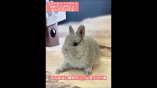 うさぎベビーちゃん♡【神戸六甲道店】