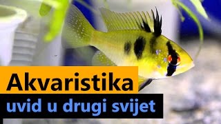 O Akvaristici [TV Prilog]