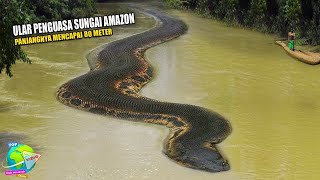 Asal Usul Sungai Amazon Yang Dihuni Ular Terbesar di Dunia !! Lebih Besar Dari Anaconda Raksasa