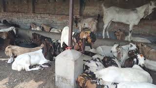 ASANSOL GOAT TRADING BAKRA MARKET MANDI NEW LOOT AVAILABLE FOR SALE 12/06/2024