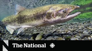 Years of drought create dangerous conditions for B.C. salmon, experts say