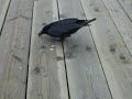 giant juneau ravens.3gp