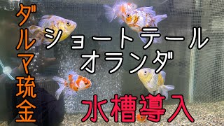 【金魚】ダルマ琉金ショートテールオランダ水槽導入#金魚 #水槽 #ダルマ琉金 #ショートテールオランダ