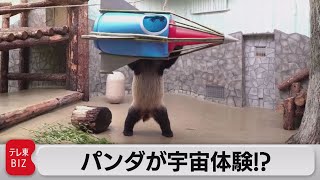 パンダが\