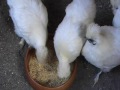 うこうこ動画5 烏骨鶏の朝ごはん