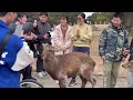 【大歓声】オジサンから餌やりを学ぶ外国人観光客🫎nara park