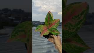 Aglaonema paramitha R2 😍❗❗#short #shorts #shortvideo #aglaonema #tanamanhias #plants #garden