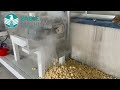 Video:Jinan Eagle Corn Puff snack extruder