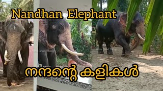 Nandhan Elephant | ആനയെ കാണാൻ ഇഷ്ടമുള്ളവർ വായോ🐘🥰