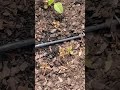 drip irrigation for home vegetable garden bought from drip depot they didn t sponsor this video