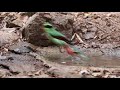 common green magpie