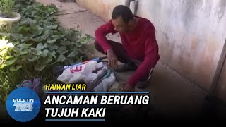 HAIWAN LIAR |  Penduduk Bimbang Ancaman Beruang