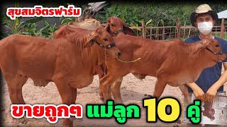 ขายวัวถูกๆ แม่ลูก 10 คู่ ที่สุขสมจิตรฟาร์ม ราคาแบบนี้มีเท่าไหร่ก็ไม่เหลือ ครูนุจัดให้ (7 มี.ค.65)