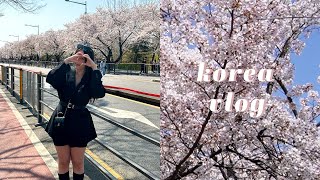 korea vlog 🇰🇷 cherry blossoms, coin karaoke, museum, cafe hopping, what i eat \u0026 air premia review