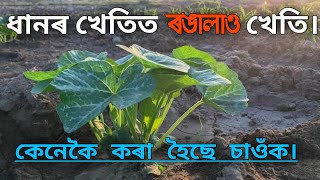 ৰঙালাও খেতি - Cultivation of pumpkin in Assam | How to grow pumpkin | Hatem Ali's Life