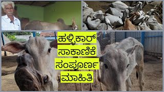 ತಲೆತಲಾಂತರ ದಿಂದ ಹಳ್ಳಿಕಾರ್ ಸಾಕಾಣಿಕೆ Rearing hallikar cattle from 3 generations