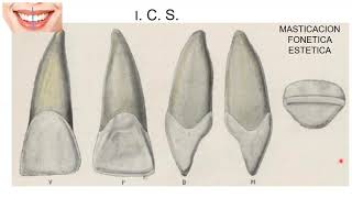 Anatomía Incisivo Central Superior