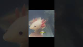 Axolotl: True Wonder Of Regeneration! #shorts #wonder #regeneration