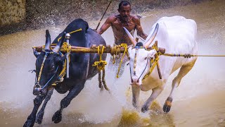 പാലത്തിങ്ങൽ കാളപൂട്ട്  രണ്ടാം സ്ഥാനം pp ജാഫർ കൊണ്ടോട്ടി കാളപൂട്ട്  [13-3-23]