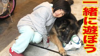 雪の日・一緒に遊ぼう♪孫娘・シェパード犬マック・I like playing with dogs