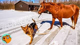German Shepherd Helps Mom With All Farm Chores! | Cuddle Buddies